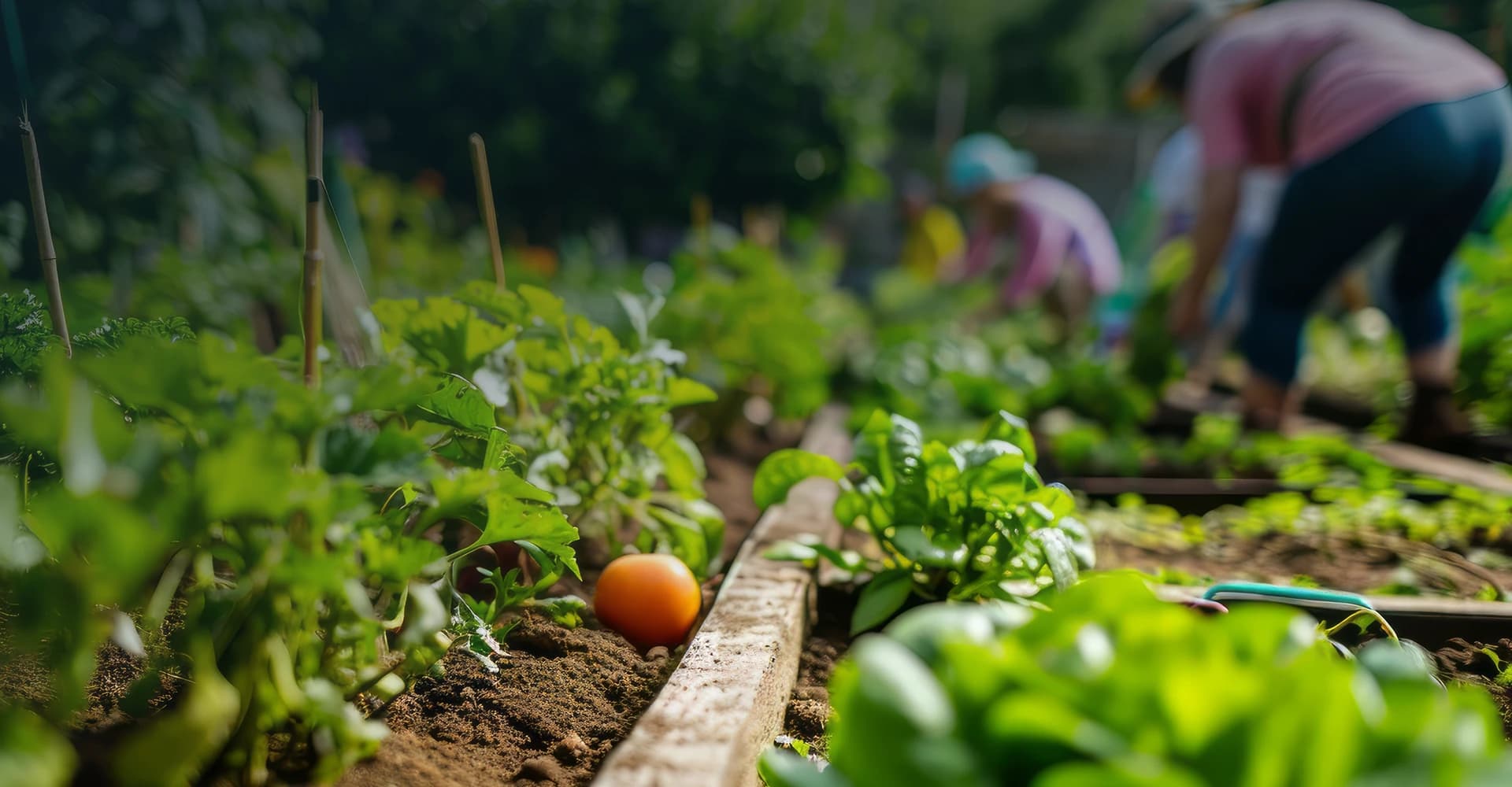 Organic farm field with fresh vegetables